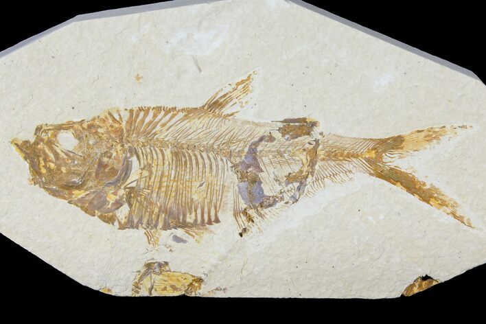 Bargain, Fossil Fish (Diplomystus) - Green River Formation #119645